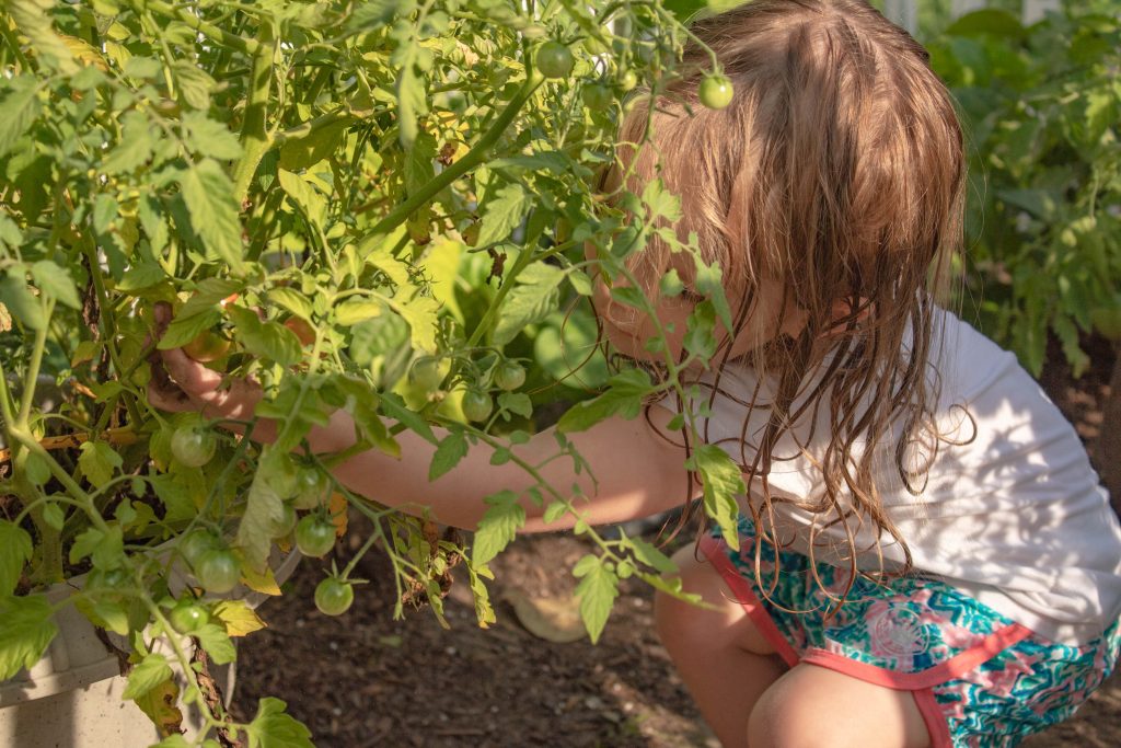 Picking tomatoes in the garden