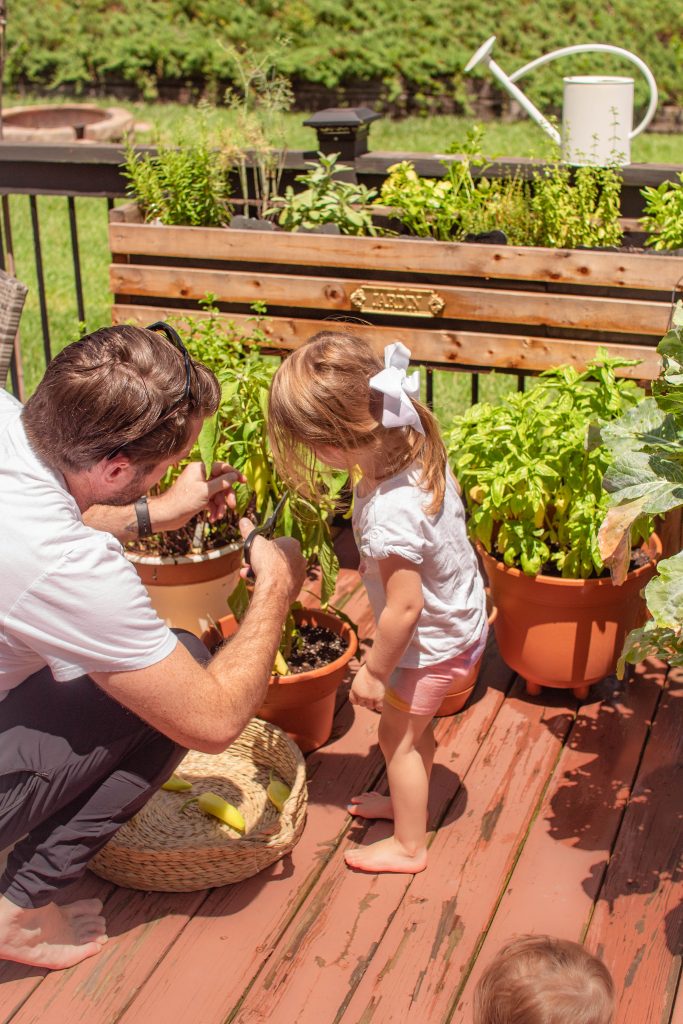 Vegetable Garden at Home with The Boho Diaries