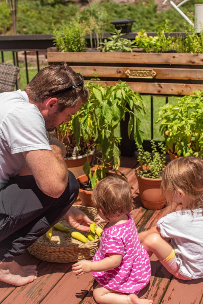 Father and dughters picking garden harvest vegetables at home