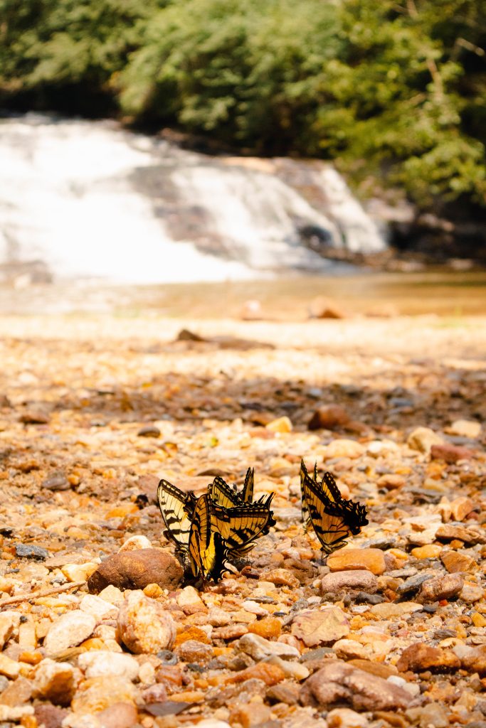 Butterflies in Carter Falls in Elkin NC