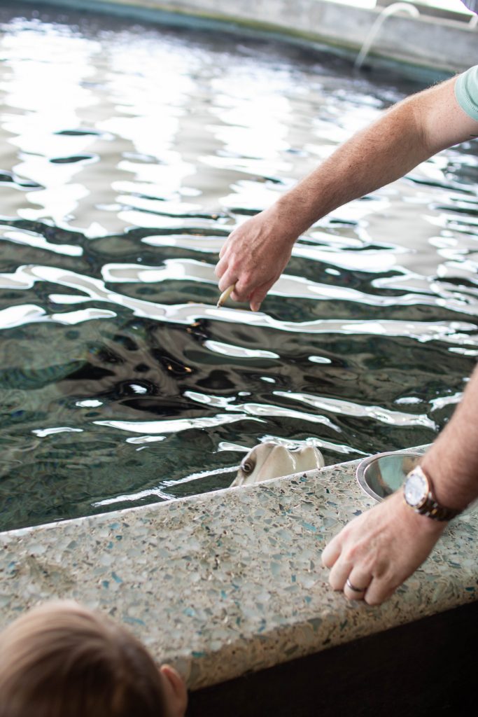 Feeding Sting Ray at SC Aqurium