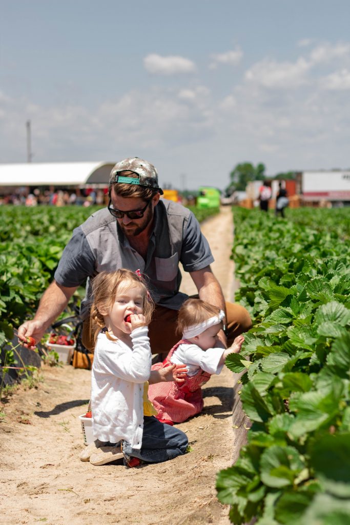 Caroline Odom finding the best strawberries at Gillis Hill Farm strawberry field 