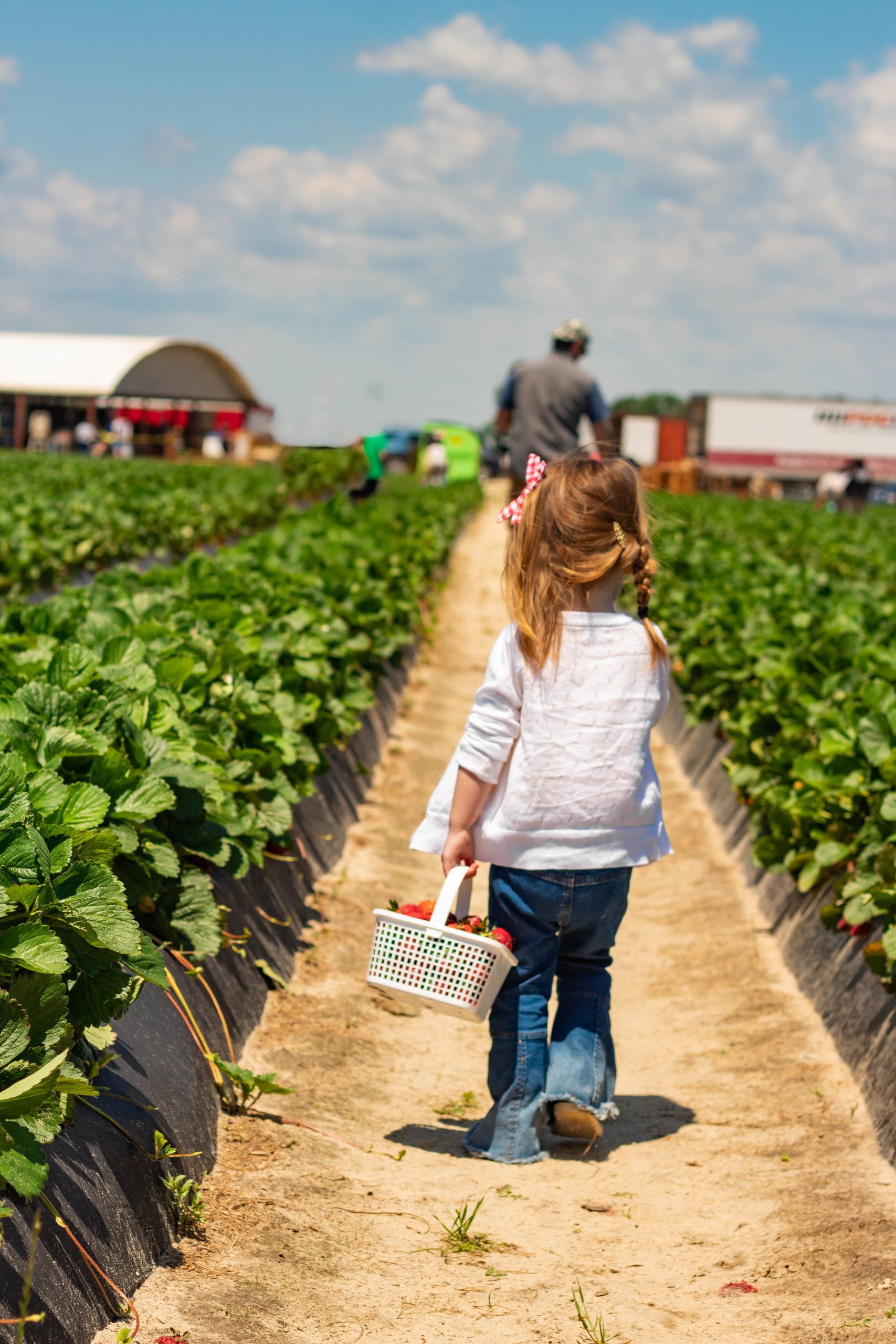 Gillis Hill Farm Strawberry Field