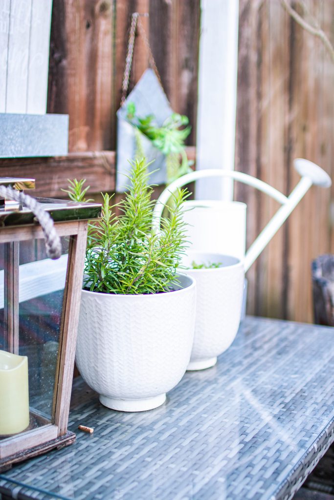 Rosemary plant for Home gardening blog post