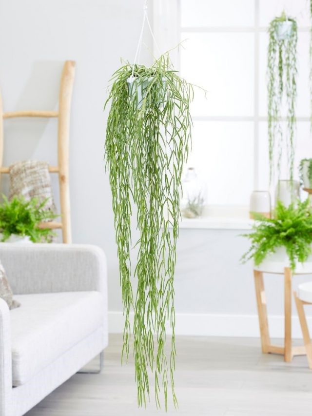 cropped-hanging-plant.jpg