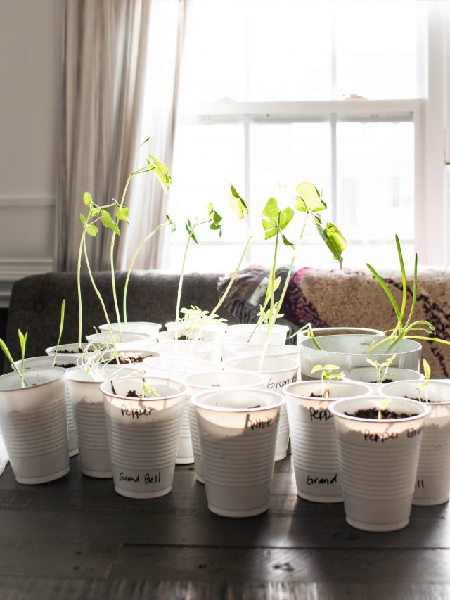 Garden seed starting tips in solo cups