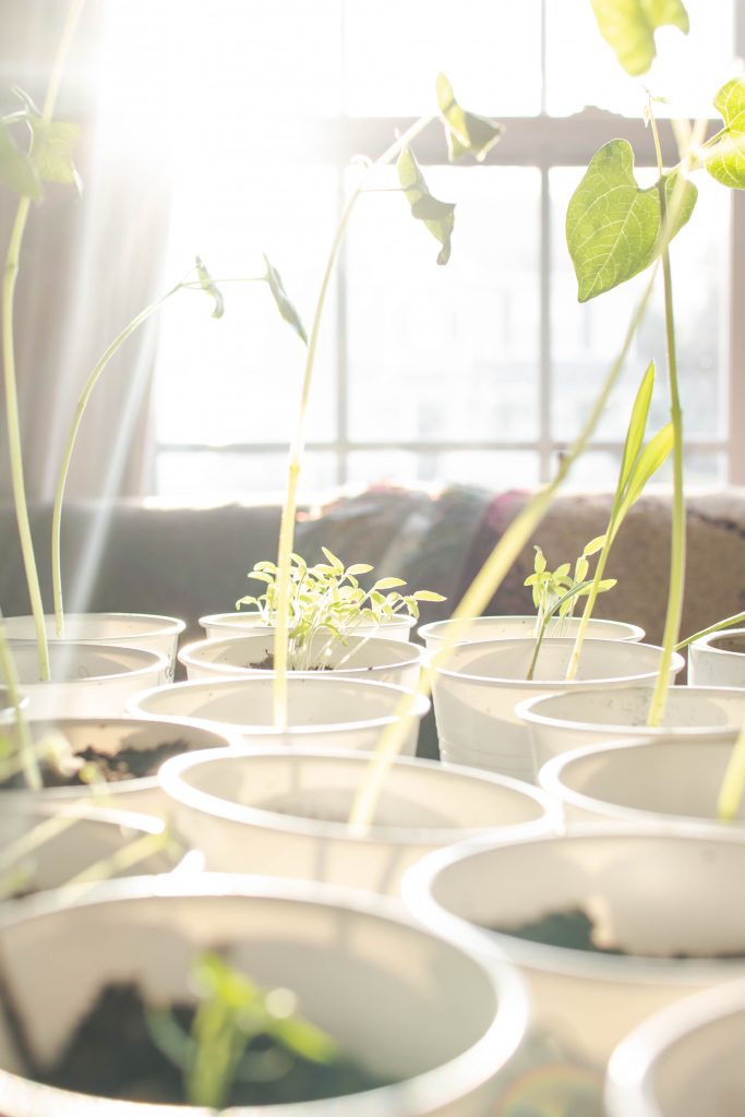 Spring and Summer Garden starting