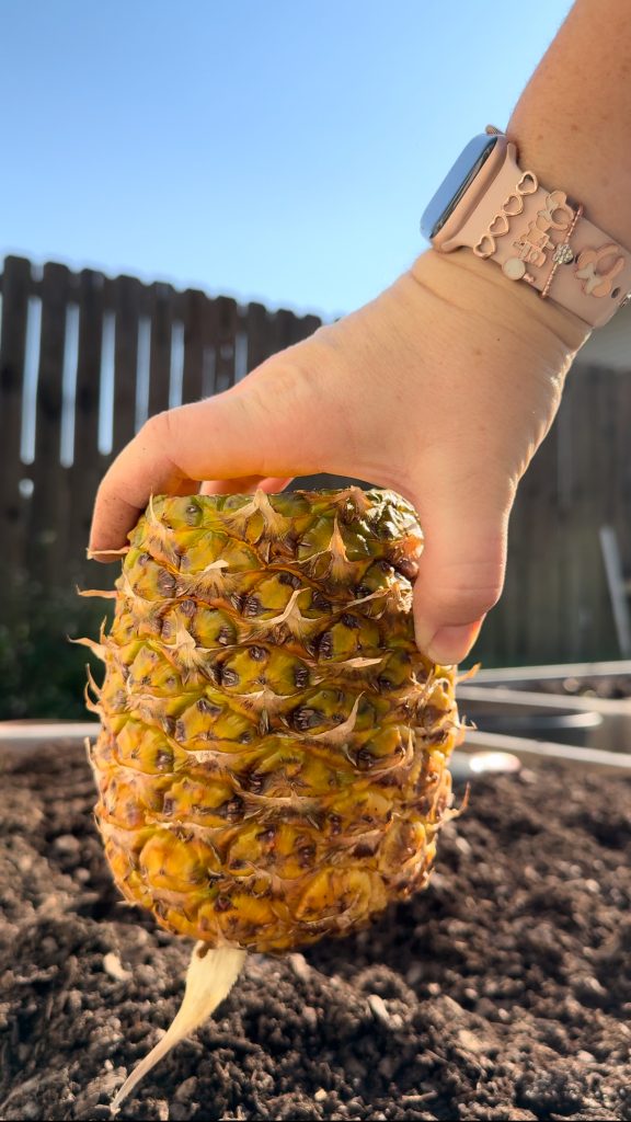 Planting Seeds in Pineapple Shells and Compost