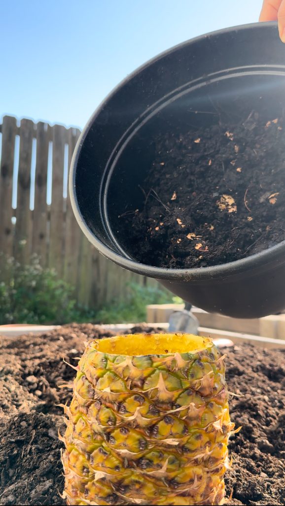 Planting Seeds in Pineapple Shells and Compost