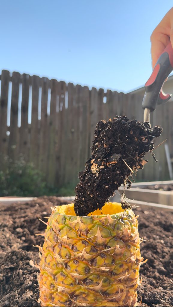Planting Seeds in Pineapple Shells and Compost