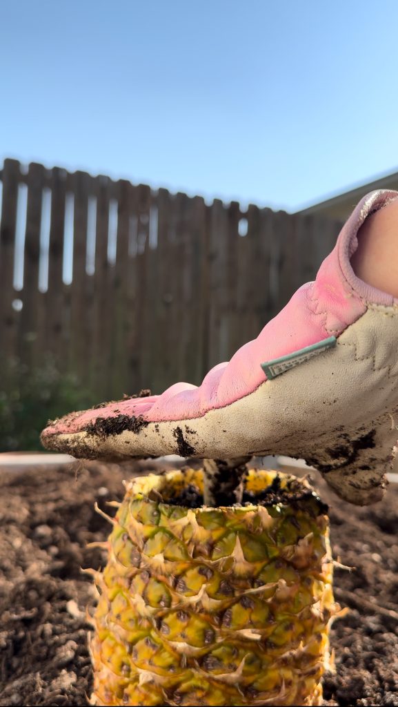 Planting Seeds in Pineapple Shells and Compost