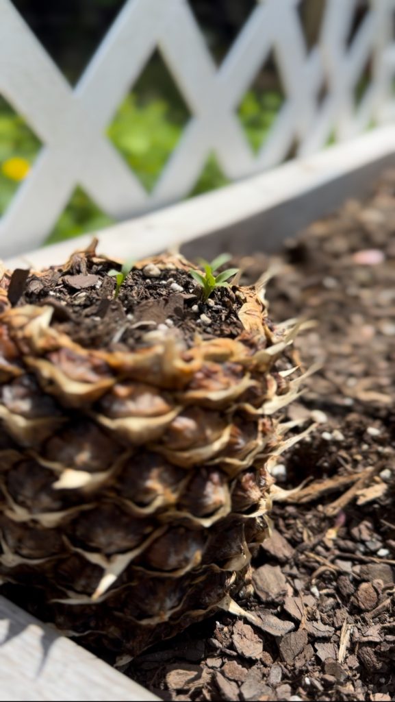 Planting Seeds in Pineapple Shells and Compost